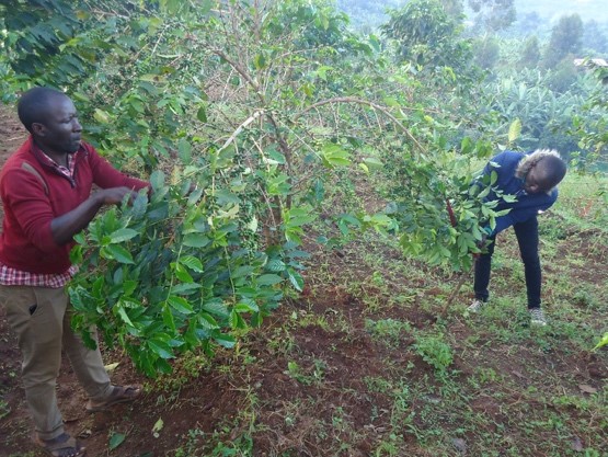 Field Extension Services for Coffee Farmers