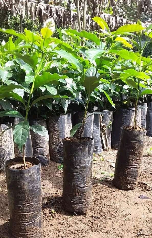 Coffee Growing, Nursery Beds & Seedlings