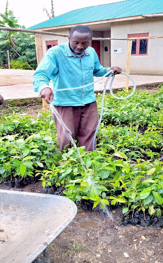 Karungura Peak Coffee employee watering nursery beds