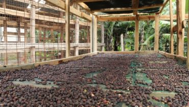 Quality coffee is always cared about by using rightful equipment like drying beds for quality cup.